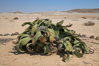 P0050